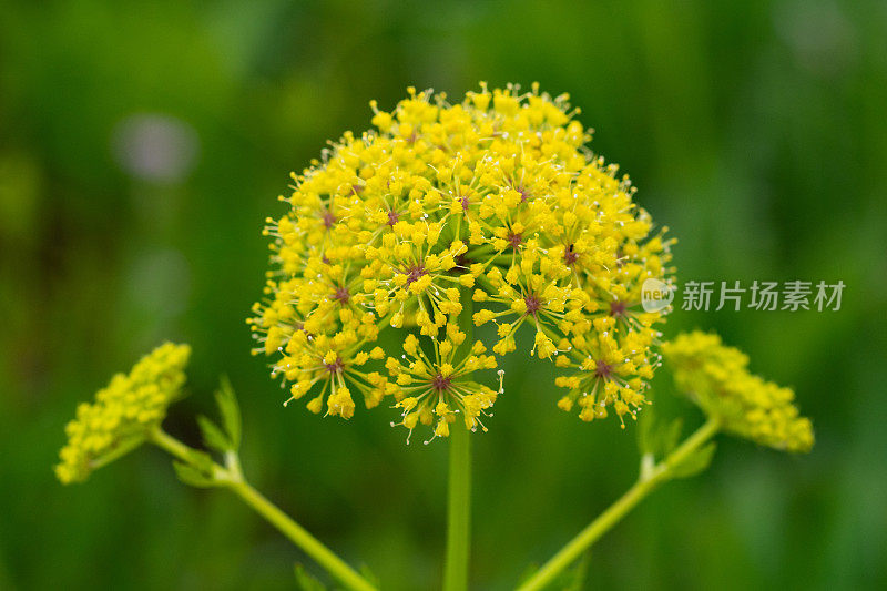 切罗基草原的欧芹