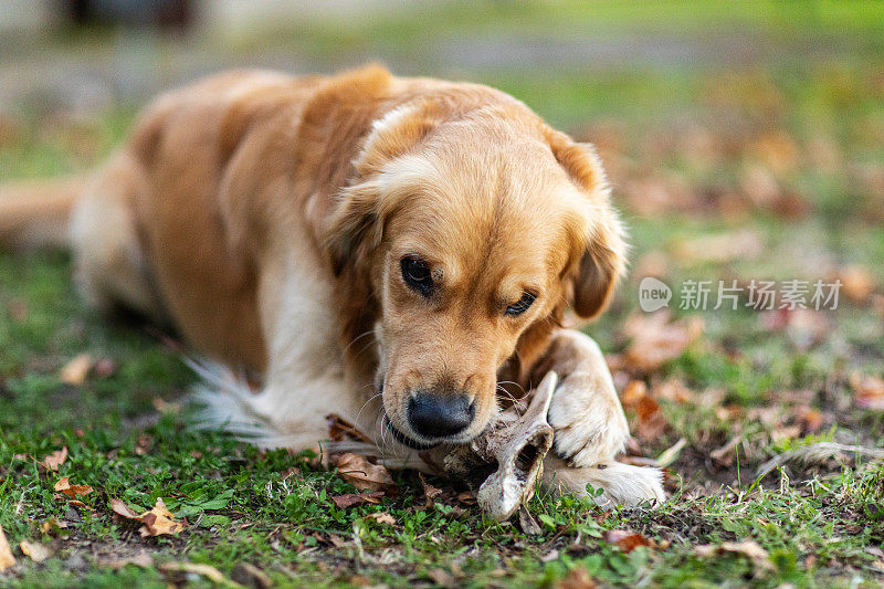 在温暖的午后阳光下，金毛猎犬拿着棍子的肖像。