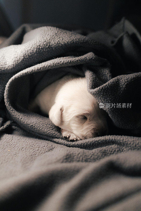 第16天新生的白色拉布拉多犬躺在毯子里