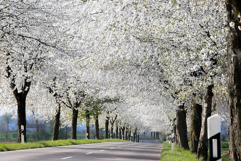 大道上开满了五颜六色的白色樱花