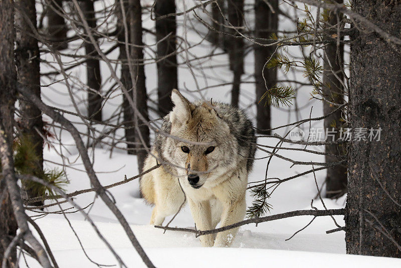 黄石公园冬天的野狼