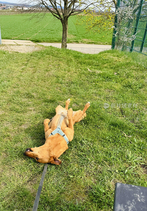 快乐的狗仰面躺在草地上
