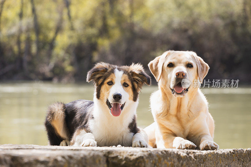 宠物陪伴。一只顽皮的边境牧羊犬和一只金毛猎犬在一起休息。