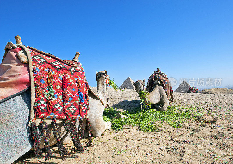 两头骆驼以吉萨金字塔为背景休息，吉萨，尼罗河，埃及