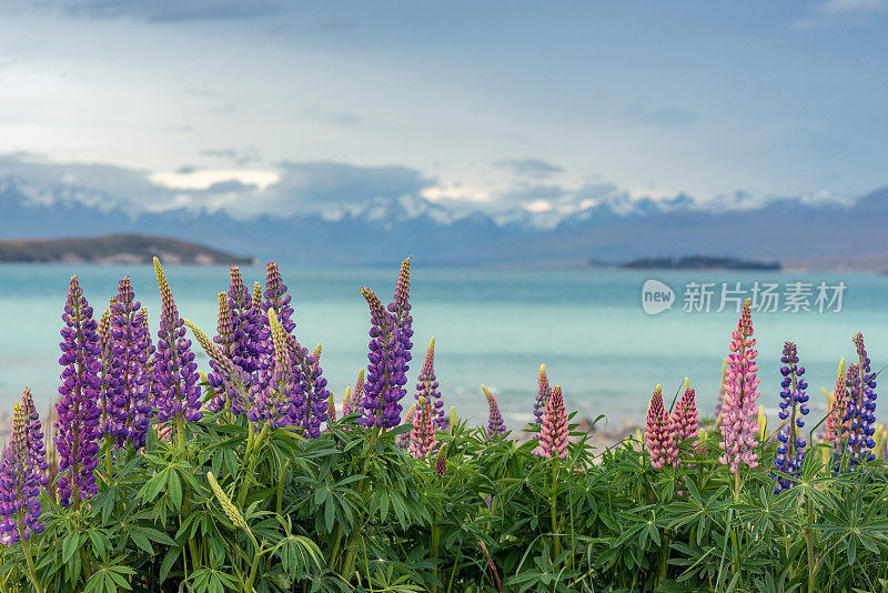 蒂卡波湖边的卢平湖