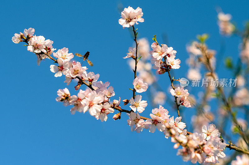 在一个阳光明媚的日子里，蜂鸟蛾在杏花上采集花蜜