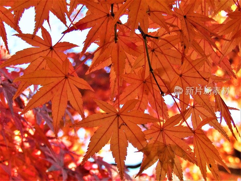 日本。12月。枫叶。