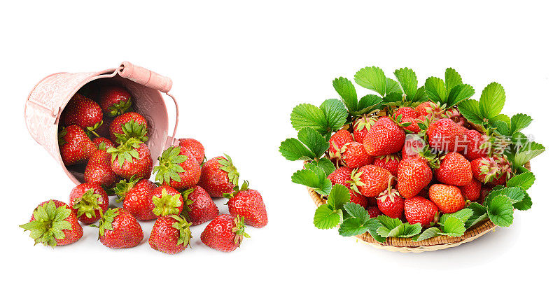 成熟的草莓孤立在白色。拼贴画。宽的照片。有文字的空闲空间。