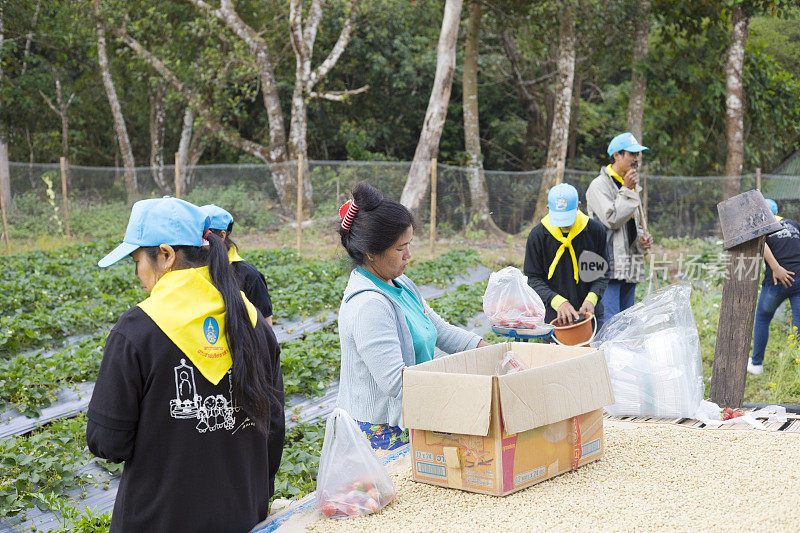 泰国一名农妇和一群志愿者在农场采摘草莓