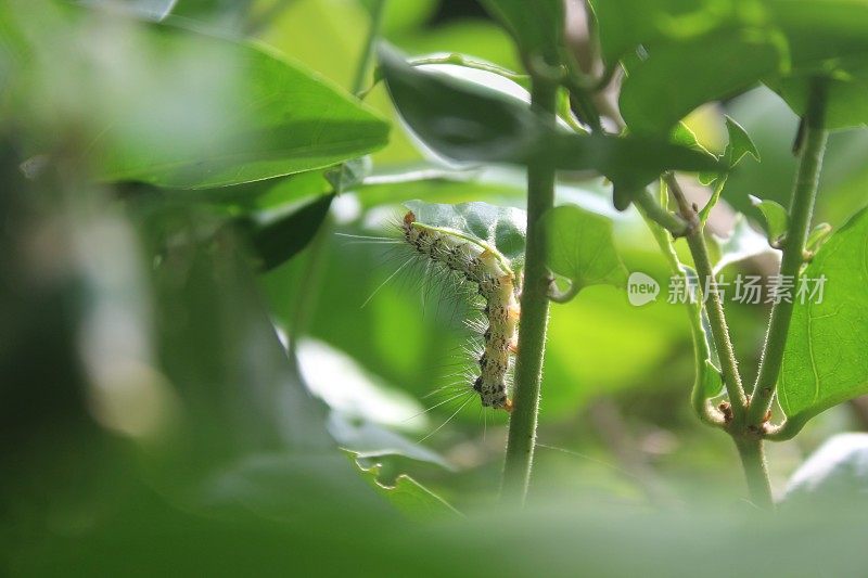 叶子上的毛毛虫