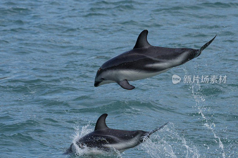 忧郁的海豚