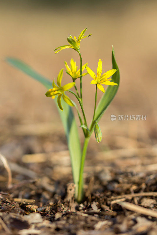 伯利恒的一种黄色星形植物(黄花百合属)，初春开花，是一种欧亚百合科的多年生球状草本植物，有披针形的叶子和黄色的花。