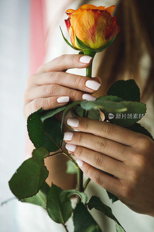 玫瑰是送给那些珍视自然美的人的礼物