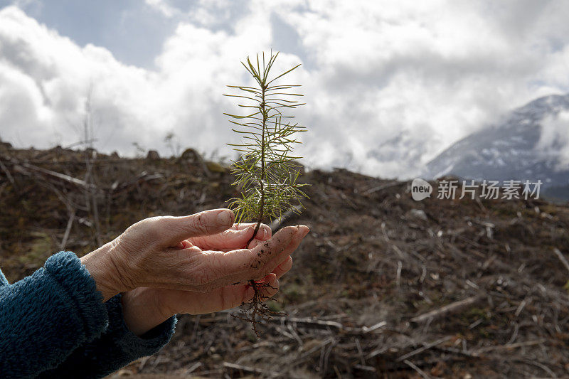 种植机拥抱小树苗