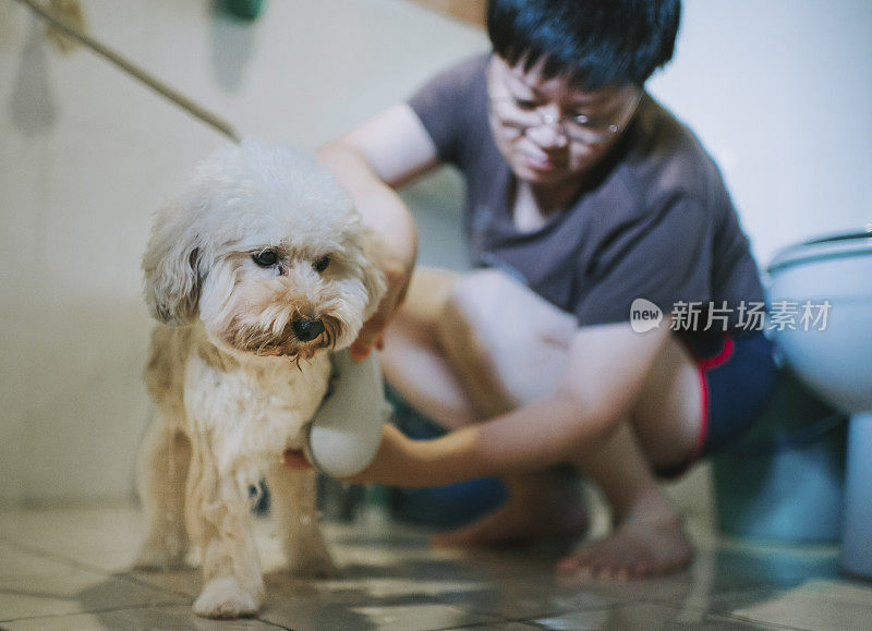 一位亚洲华人中年妇女在家里的盥洗室里用水管清洗她的玩具狮子狗，为它洗浴