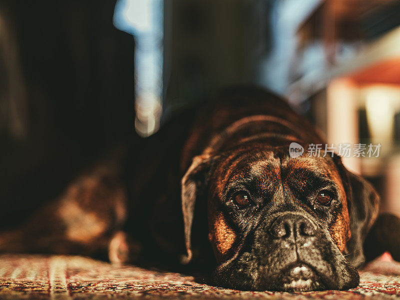 拳师犬在地板上休息