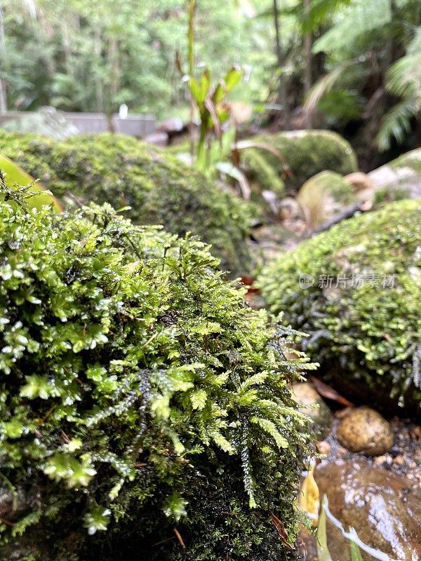 热带雨林中长满苔藓的小溪巨石