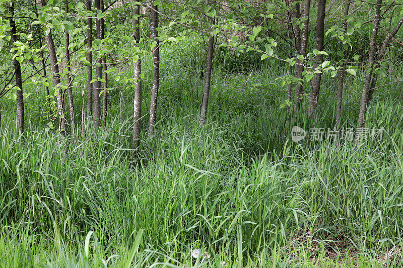 弗雷泽山谷草地上的绿色植物在春天