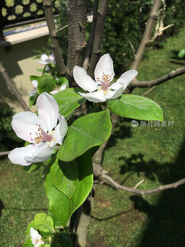 水果花