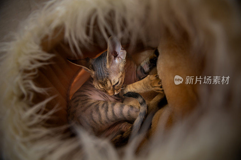 满意的德文郡雷克斯猫在柔软的猫床舒适的照片