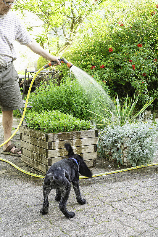 小狗看着主人给植物浇水