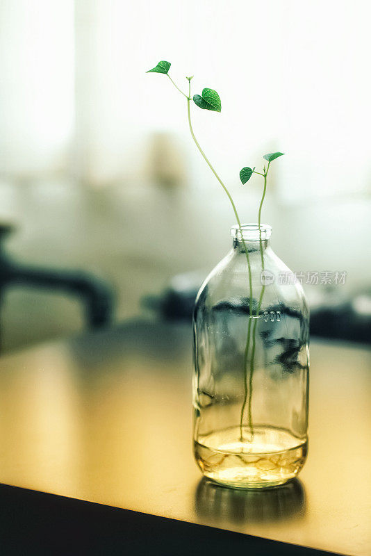 一束绿色的树枝插在玻璃花瓶里。家庭园艺。桌子上装饰用的花。