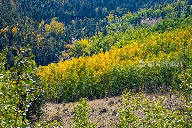 秋天的橙色和黄色在派克峰国家森林美国科罗拉多州