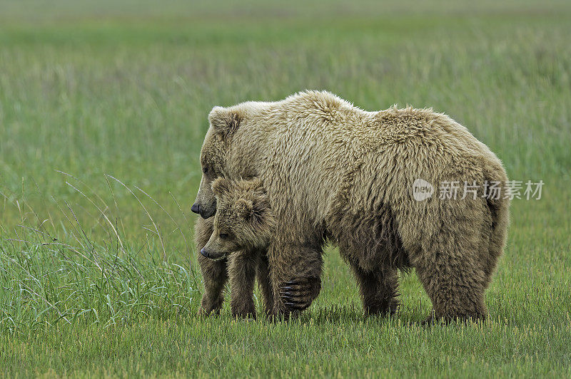 阿拉斯加半岛棕熊，母熊和幼崽，北极熊，在阿拉斯加卡特迈国家公园的哈罗湾。