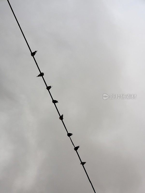 鸟儿在阴天雨天的电线上