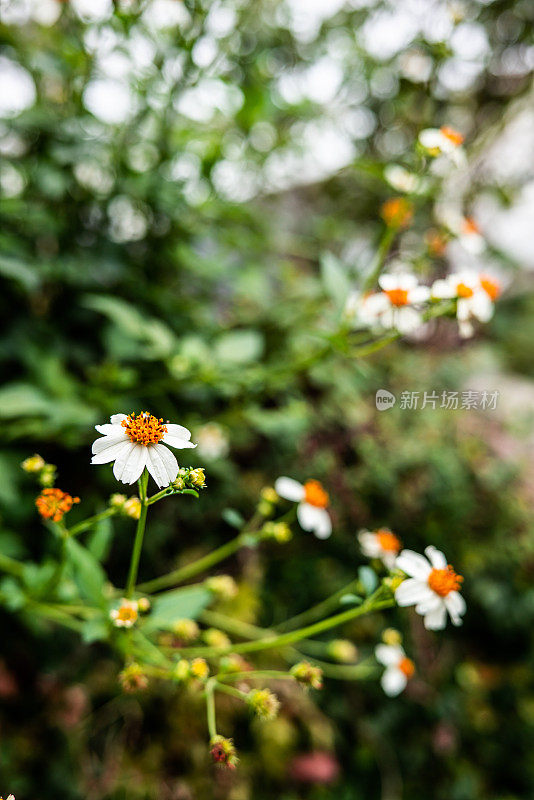 美丽的花丛背景