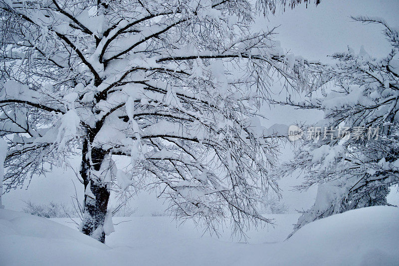 树被大雪覆盖