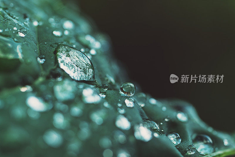 雨点落在西兰花叶子上