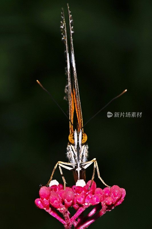 蝴蝶喝着花的汁液，看着镜头。