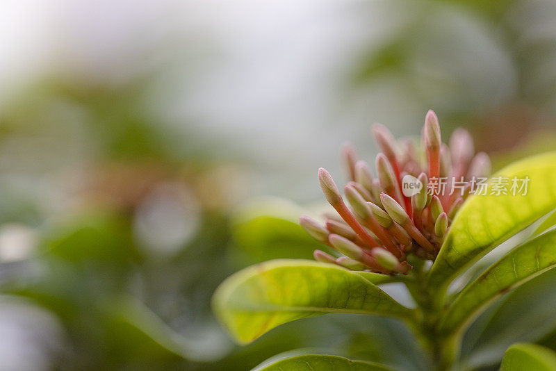 美丽的植物与一束花蕾