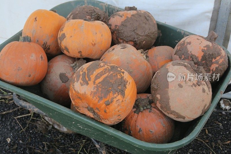 这是一辆手推车的特写镜头，里面装满了烂泥，成熟的橘子，南瓜地里的南瓜，泥巴地里种的南瓜准备在万圣节出售，这是高架的景色