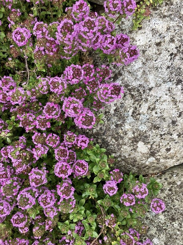 百里香草本植物在花