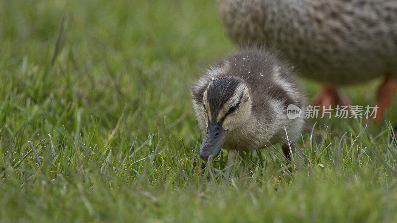 英国北约克郡春天的野鸭
