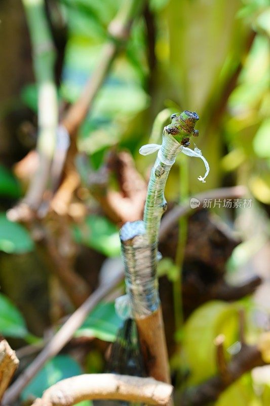 移植手术在花园里的芒果树