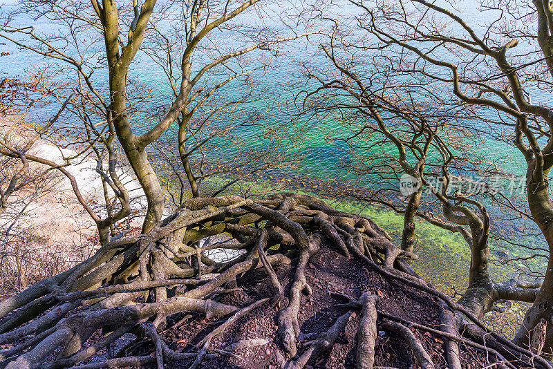 在岛上的白垩悬崖上的树根Rügen