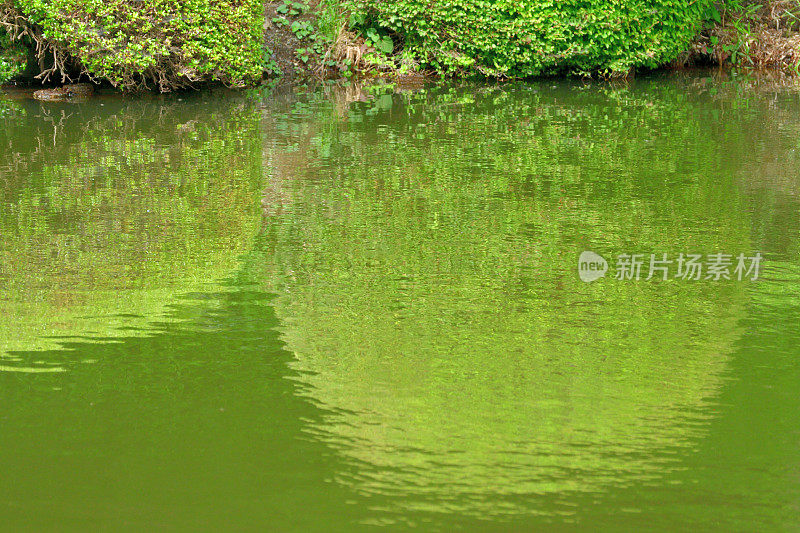 水波荡漾，绿树映池