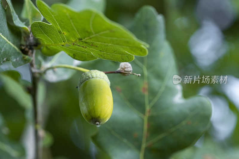 树上生长的水果特写镜头