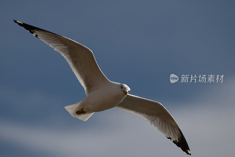 在湖上寻找鱼的灵喙海鸥