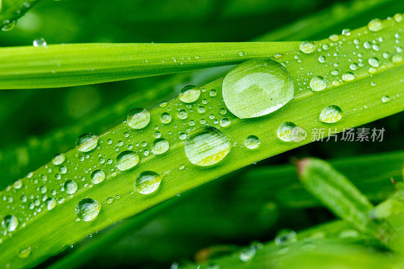 绿色的玉米叶子和雨滴