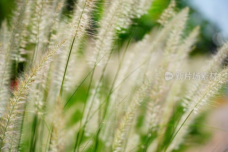 夏天的草地上有花