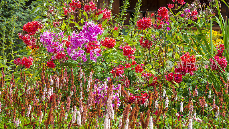 阿尔卑斯山和白云岩的传统花阳台。阳台上五颜六色的花。夏天的时间。混合鲜花和颜色。欧洲阿尔卑斯山的一般性竞赛