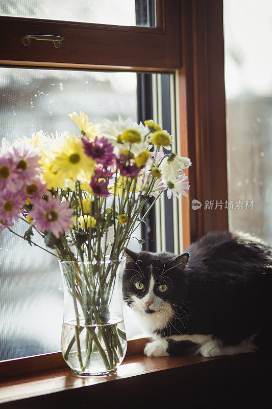 黑猫和花