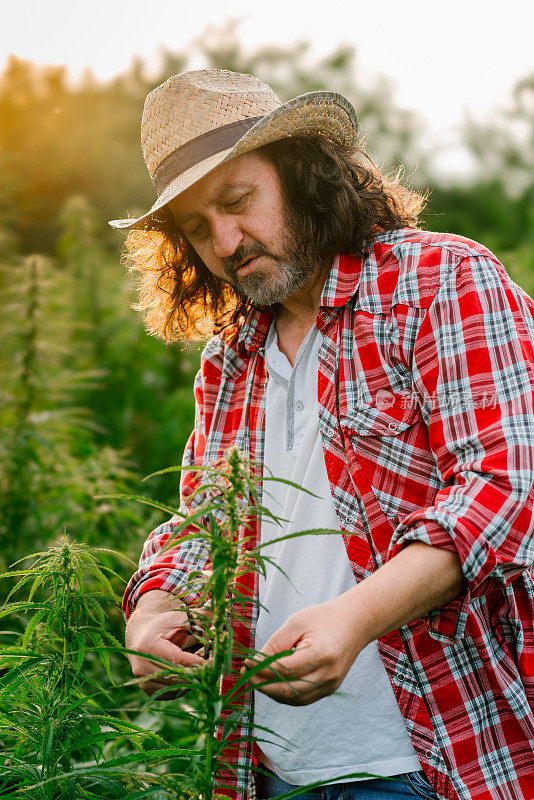 男子采集医用大麻