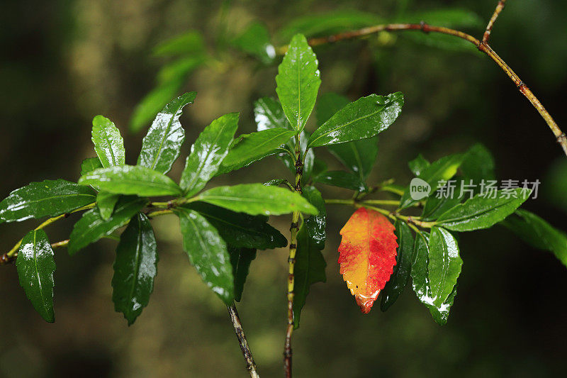 水滴雨森林树叶自然纯净的雨雨滴