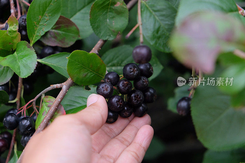 亚洲妇女采摘野生蓝莓