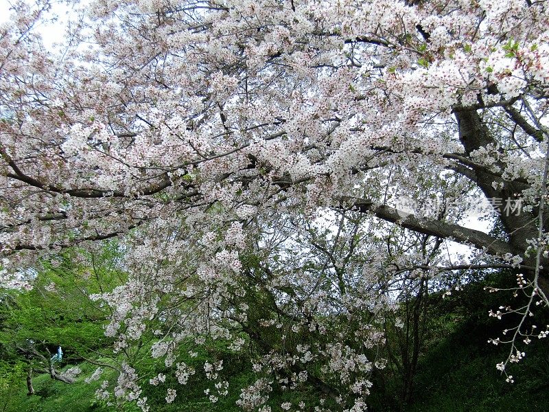 日本。4月的开始。老樱花盛开。